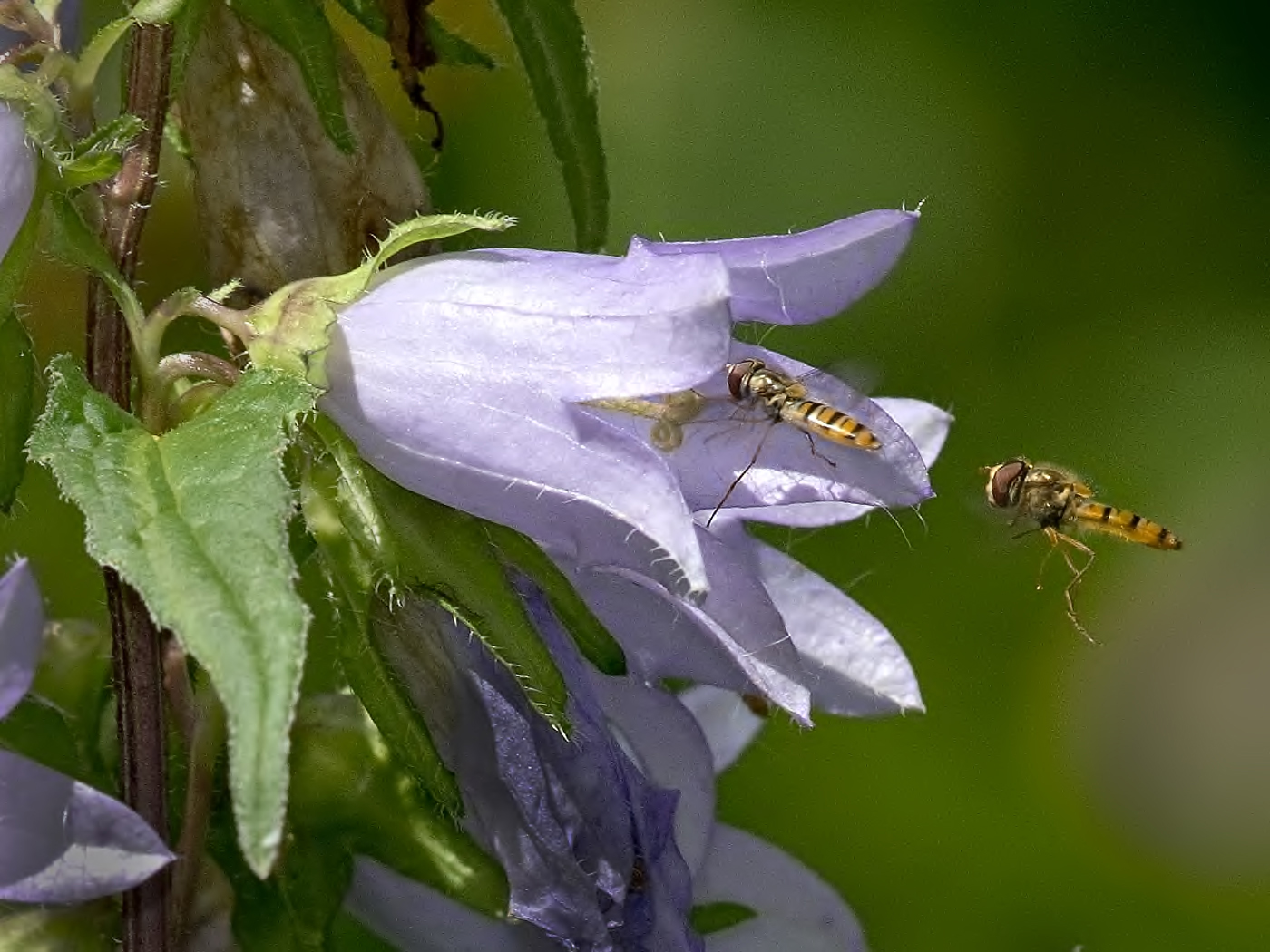 Nettleleaved Bellflower with Hoverflies St Ives Photographic Club