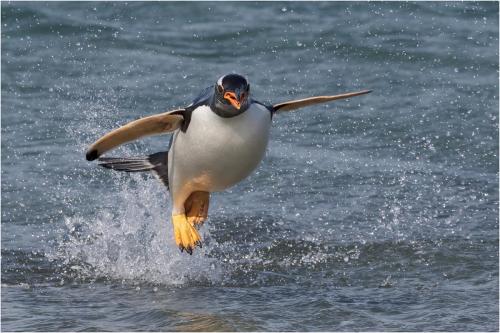 Leaping Gentoo