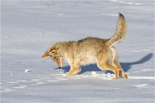 Coyote Hunting in Snow