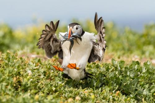 Puffin Landing with Sand Eels