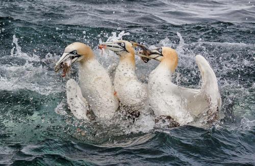 Hungry Gannets