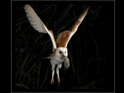 Barn Owl with Vole