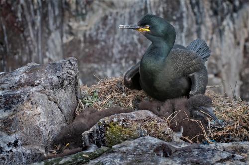 Shag with young on nest