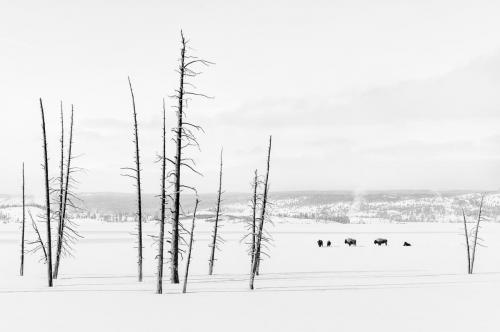 Bison of Yellowstone