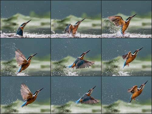 Kingfisher Sequence