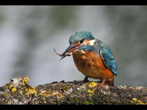 Kingfisher with Prey