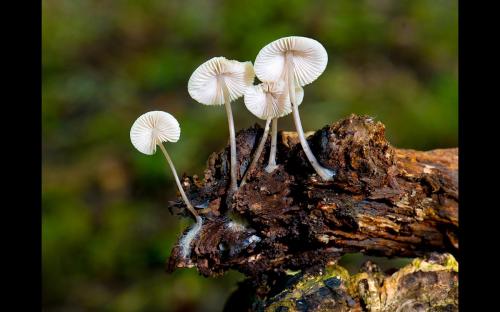 Small Fungi Showing Root System family Mycena