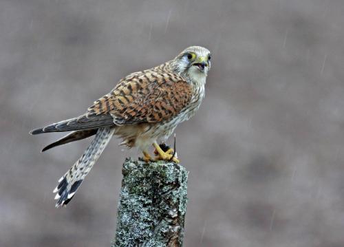 Kestrel with Mouse