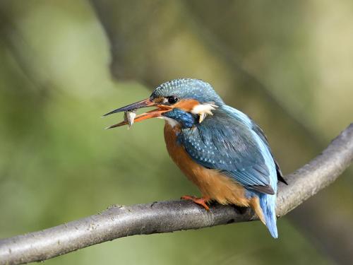 Female Kingfisher with catch