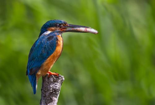 Kingfisher with Roach
