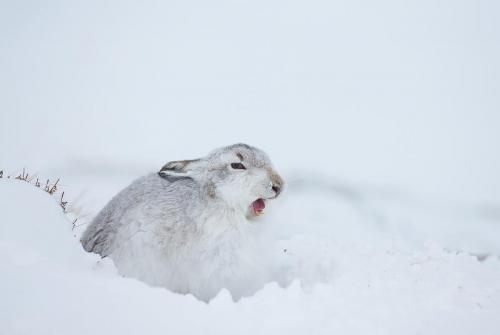 Mountain Hare