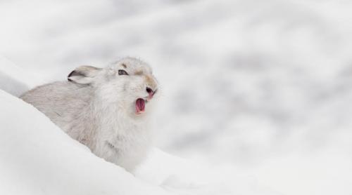 Mountain Hare Yawning
