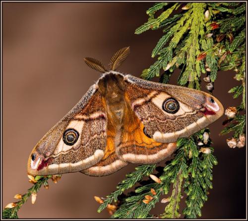 Male Emperor Moth