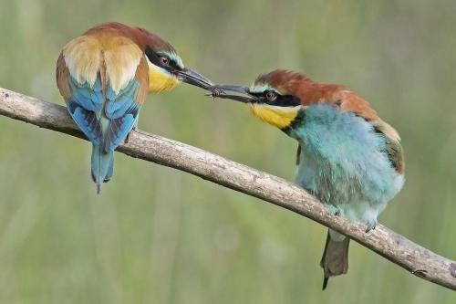 Bee-eater Food Pass