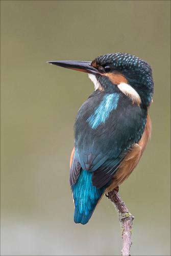 Kingfisher on a Stick