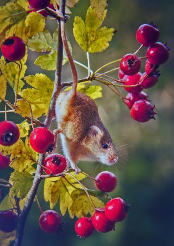 Harvest Mouse on Hawthorn