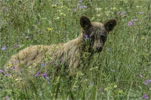 Young Brown Bear