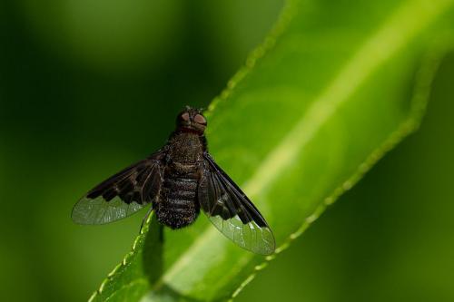 Alice Kendrick - Black-cloaked Bee-fly, (Hemipenthes morio)