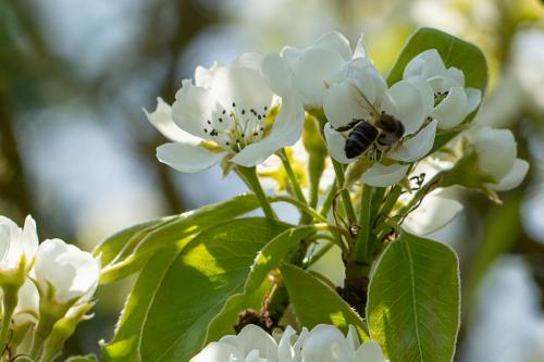 Alice Kendrick_Honeybee on Pear Blossom
