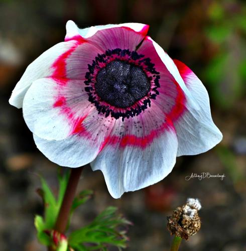 Anthony Barraclough_Anemone 2
