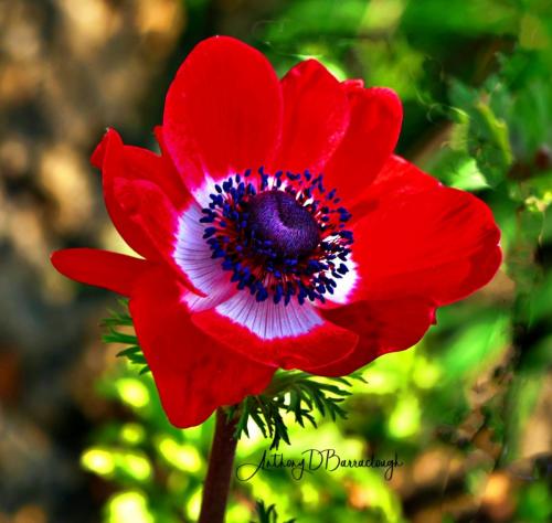 Anthony Barraclough_Anemone 3