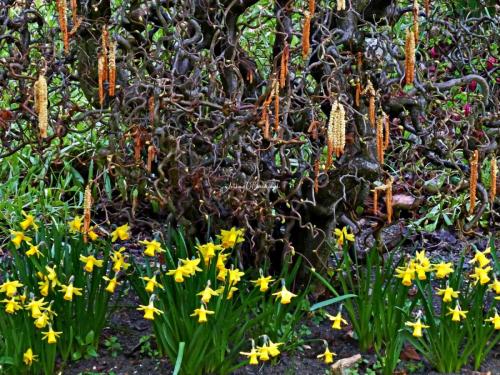 Anthony Barraclough_Daffodils and Hazel Catkins