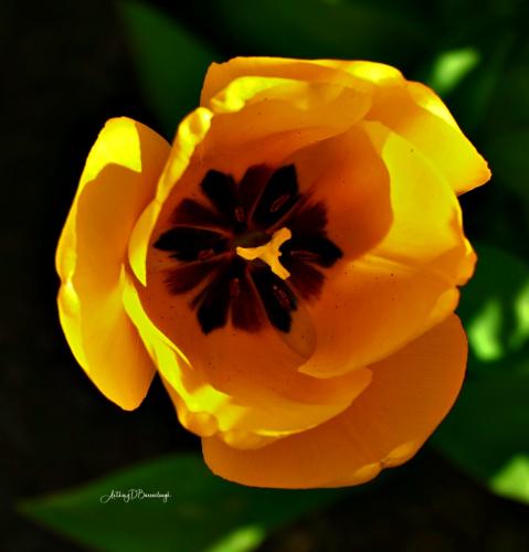 Anthony Barraclough_Tulip