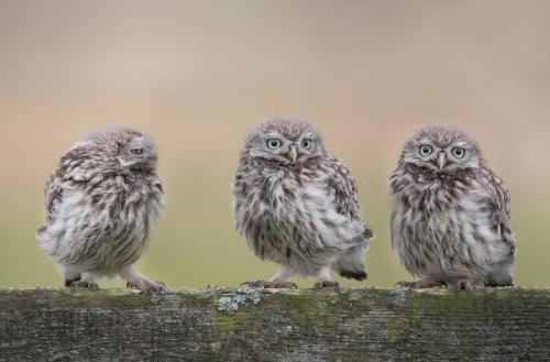 3 little owls