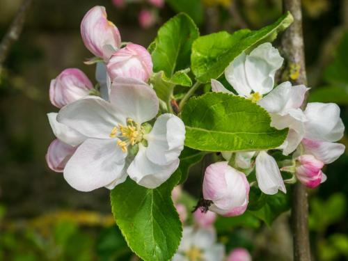 Brian Sibley_Apple Blossom 2