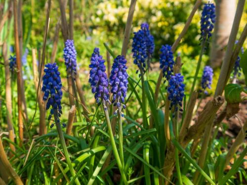Brian Sibley_Grape hyacinth