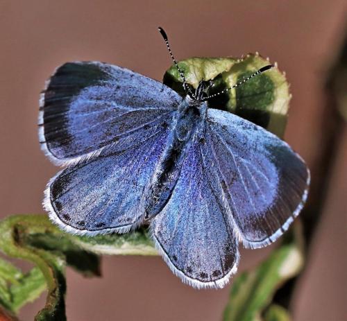 Debbie Hall_Holly Blue Butterfly