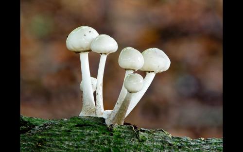 Porcelian Fungus