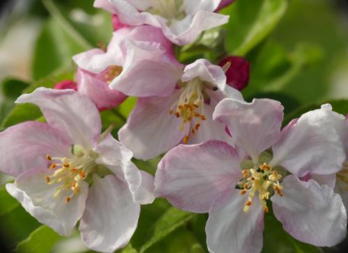 Kim Human_Close up Crab Apple Tree Blossom