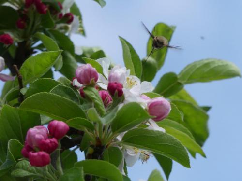Kim Human_Crab Apple Tree Blossom (and bee fly)