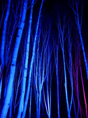 Kim Human_Illuminated Birch Trees Anglesey Abbey