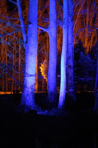 Marc Human_Light beyond the Blue Trees