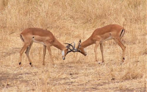 Natural History_Kim Human_Impala locking horns