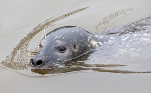 Natural History_Nicky Cope_Seal - River Great Ouse