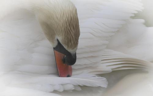 Nicky Cope_Preening swan