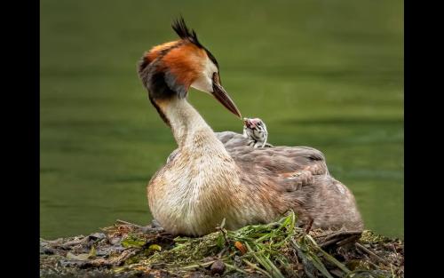 Mother and Chick