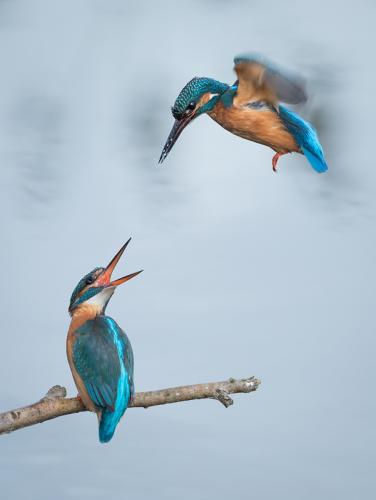 Kingfisher courtship