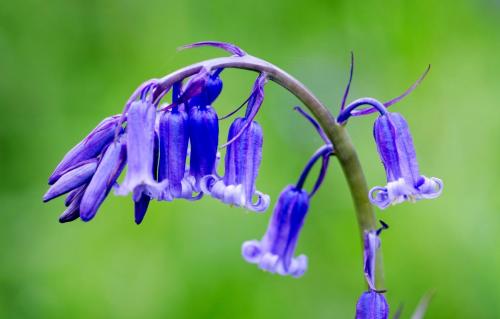 Ray Houghton_Bluebell