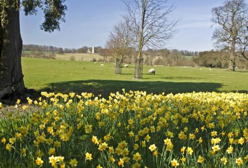 Ray Houghton_Wimpole daffodils