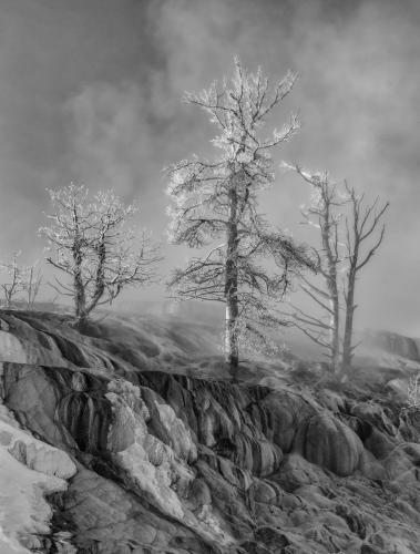Frozen Trees