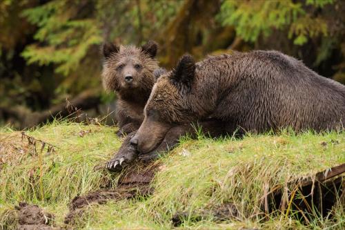 Grizzly Bear and Cub