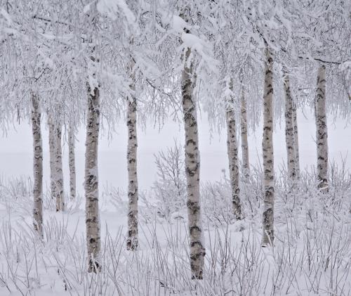 Snowy Tree Grove