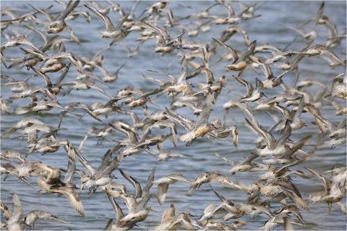 Whirling waders