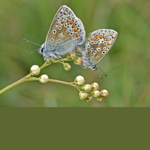 001 Common-Blue-Butterflies-Mating