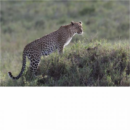001 Leopard-Watching-from-a-Grassy-Mound