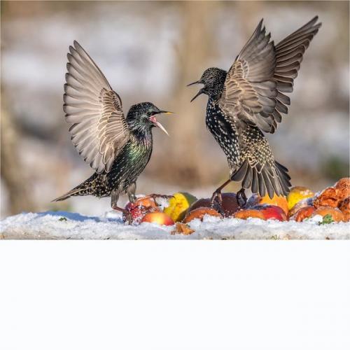 001 Starlings-squabbling-over-Rotten-Apples